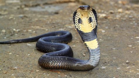 snake images hd|pictures of a cobra snake.